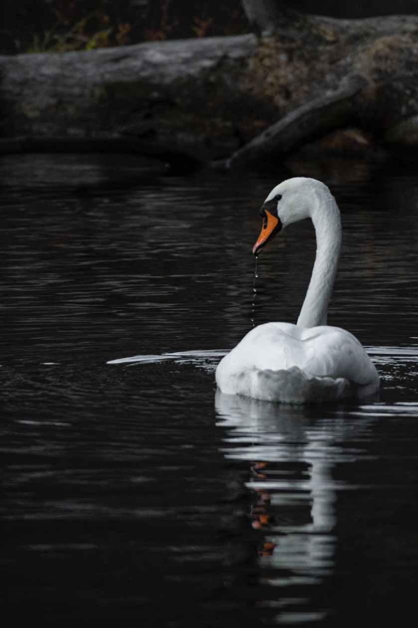 shallow focus photo of swan on body of water